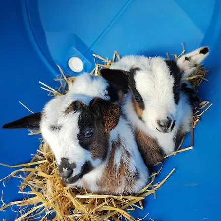 Le 1864 * Courbillac