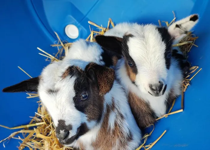 Le 1864 * Courbillac